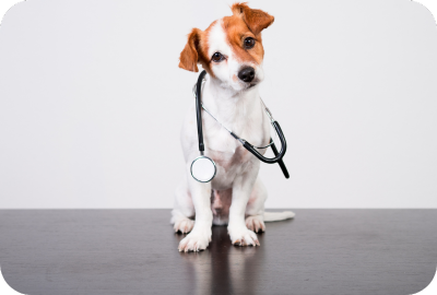 Trend veterinary courses