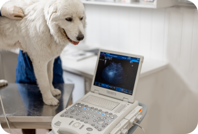 veterinary sonography