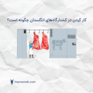 آموزش دامپزشکی با حیوونک تصویر شاخص کار در کشتارگاه انگلستان