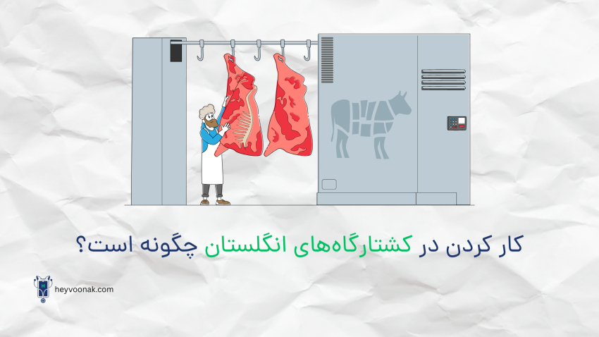 کار به عنوان بازرس کشتارگاه در کشور انگلستان